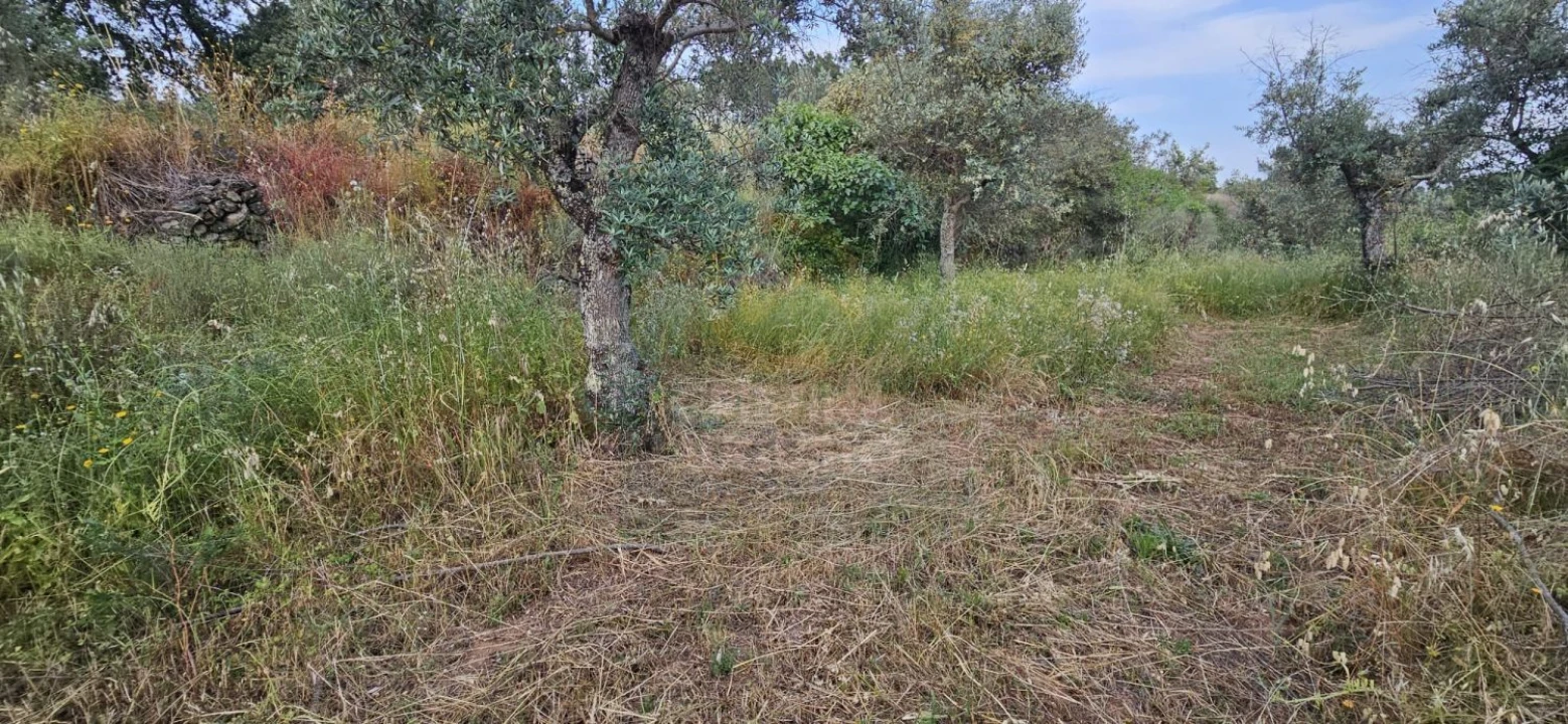 Terreno para Venda em Ninho do Açor e Sobral do Campo Foto 13
