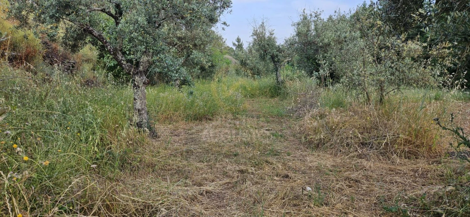 Terreno para Venda em Ninho do Açor e Sobral do Campo Foto 20