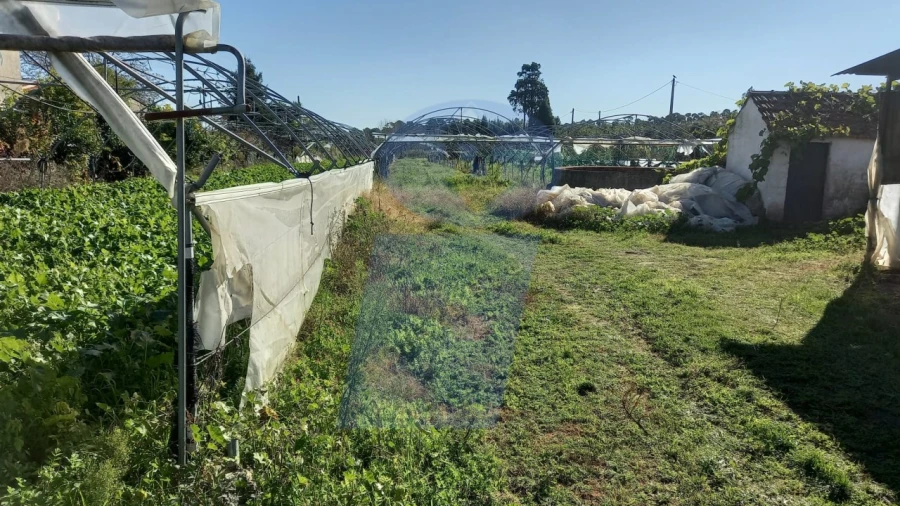 Terreno para Venda em Oiã Foto 3