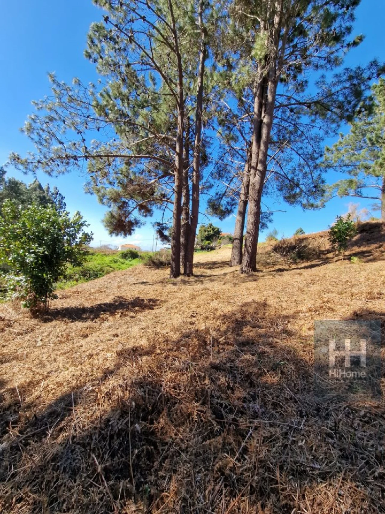 Terreno para Venda em Fajã da Ovelha Foto 32