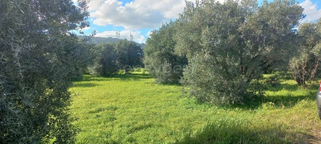 Terreno Agricola ou Rústico para Venda em Alverca do Ribatejo e Sobralinho Foto 2
