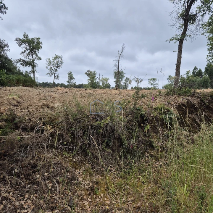 Terreno para Venda em Ferreira do Zezere Foto 5