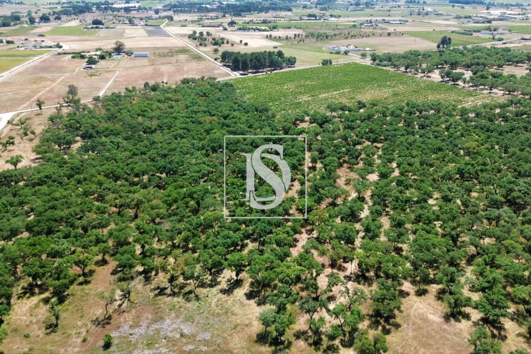 Terreno para Venda em Poceirão e Marateca Foto 14