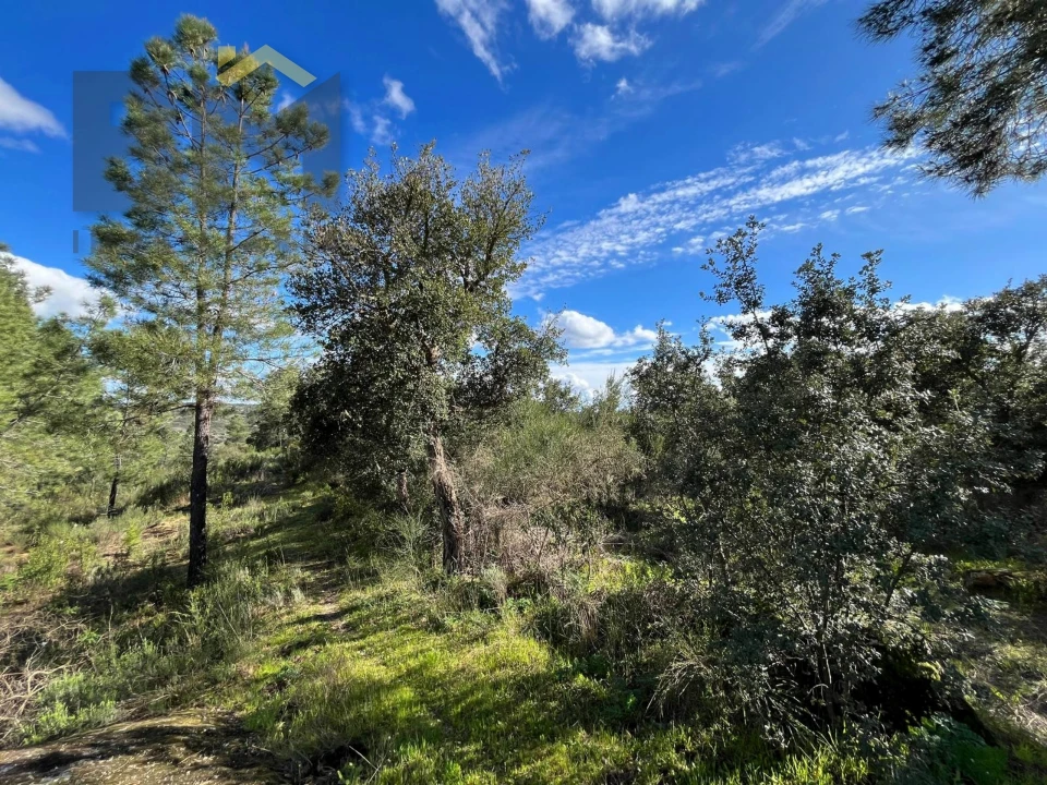 Terreno Agricola ou Rústico para Venda em Salgueiro do Campo Foto 11