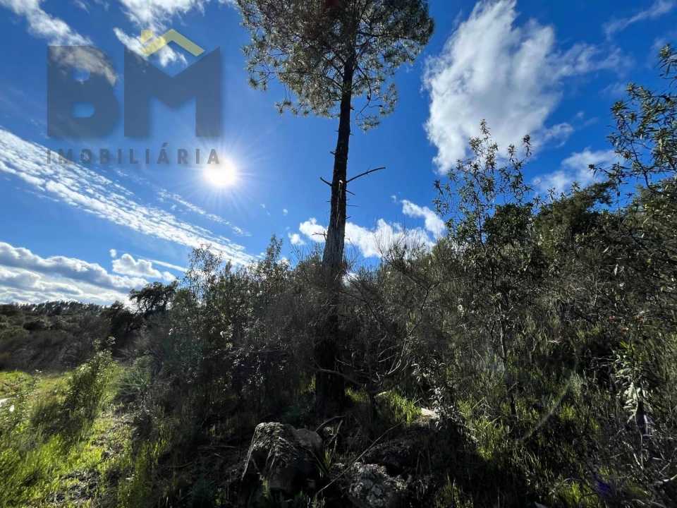 Terreno Agricola ou Rústico para Venda em Salgueiro do Campo Foto 15