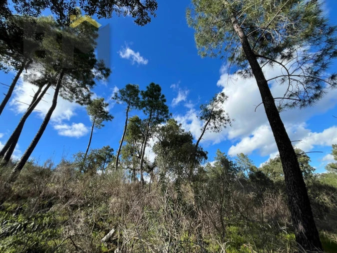 Terreno Agricola ou Rústico para Venda em Salgueiro do Campo Foto 8
