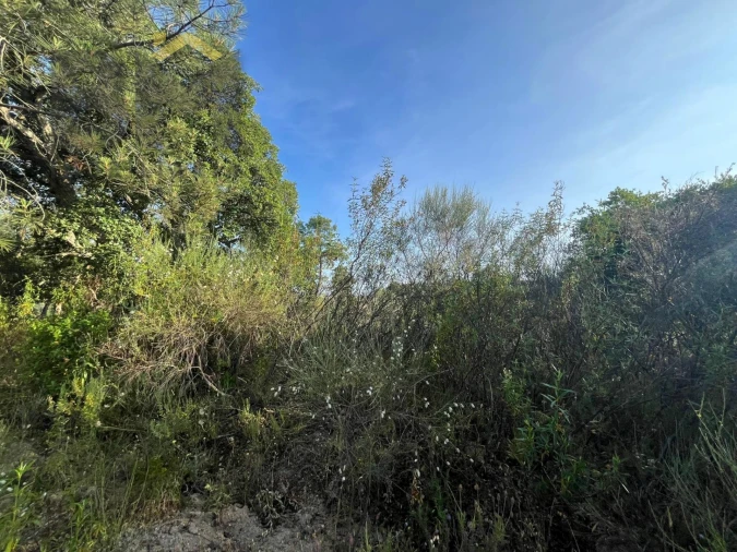 Terreno Agricola ou Rústico para Venda em Salgueiro do Campo Foto 14