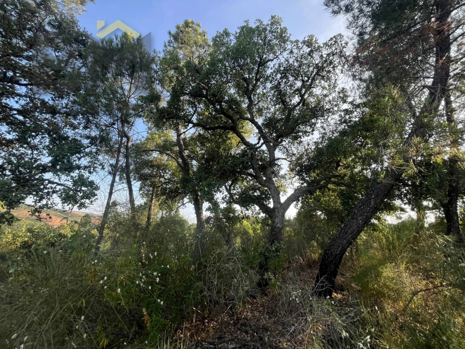 Terreno Agricola ou Rústico para Venda em Salgueiro do Campo Foto 9