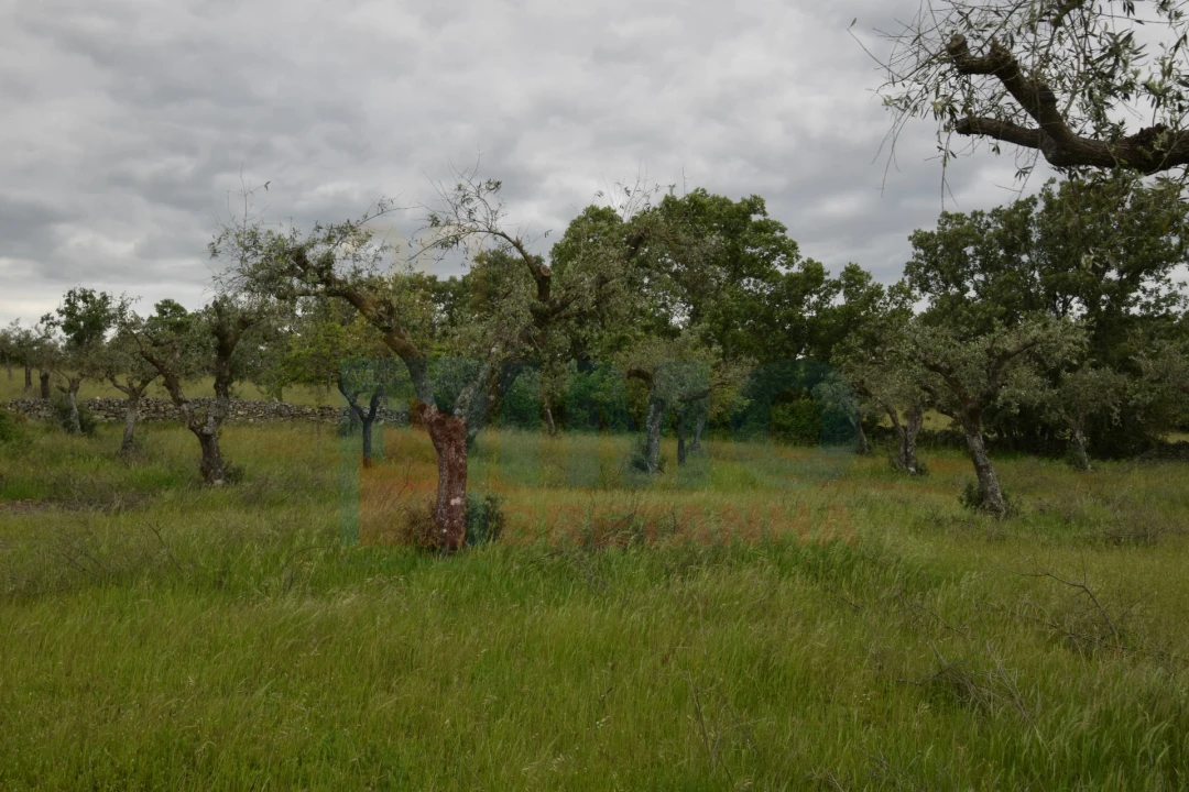 Quinta T0 para Venda em Oledo Foto 23