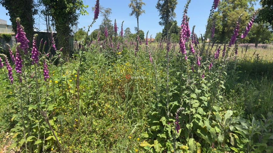 Terreno para Venda em Pedroso e Seixezelo Foto 6
