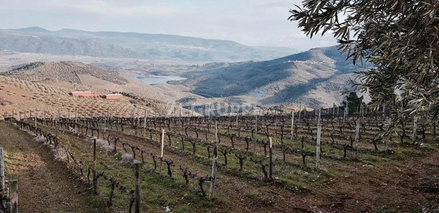 Quinta para Venda em Vila Flor e Nabo Foto 1
