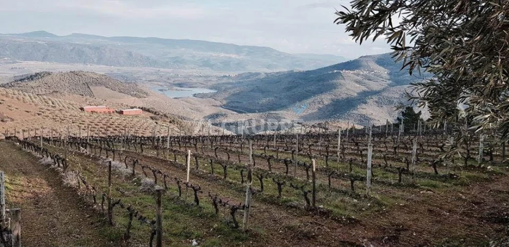Quinta para Venda em Vila Flor e Nabo