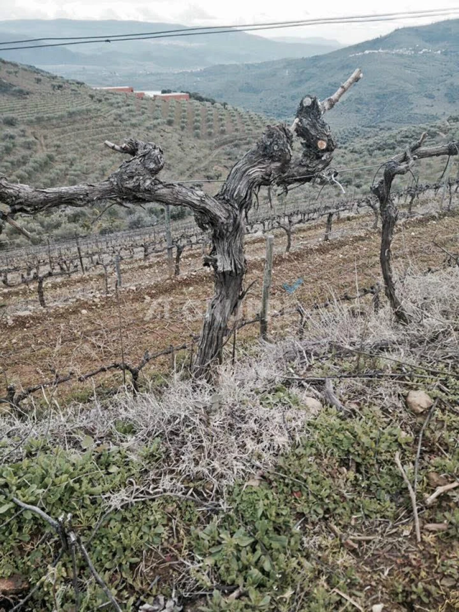 Quinta para Venda em Vila Flor e Nabo Foto 2