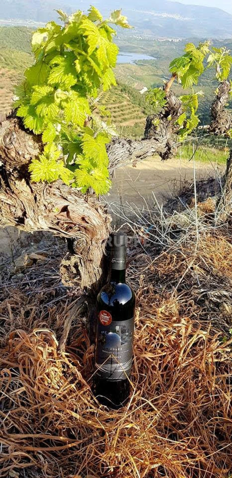 Quinta para Venda em Vila Flor e Nabo Foto 3