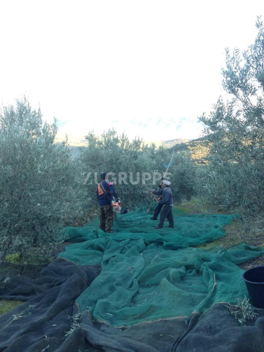 Quinta para Venda em Vila Flor e Nabo Foto 4