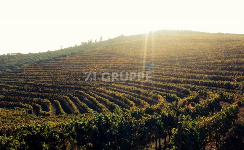 Quinta para Venda em Vila Flor e Nabo Foto 7