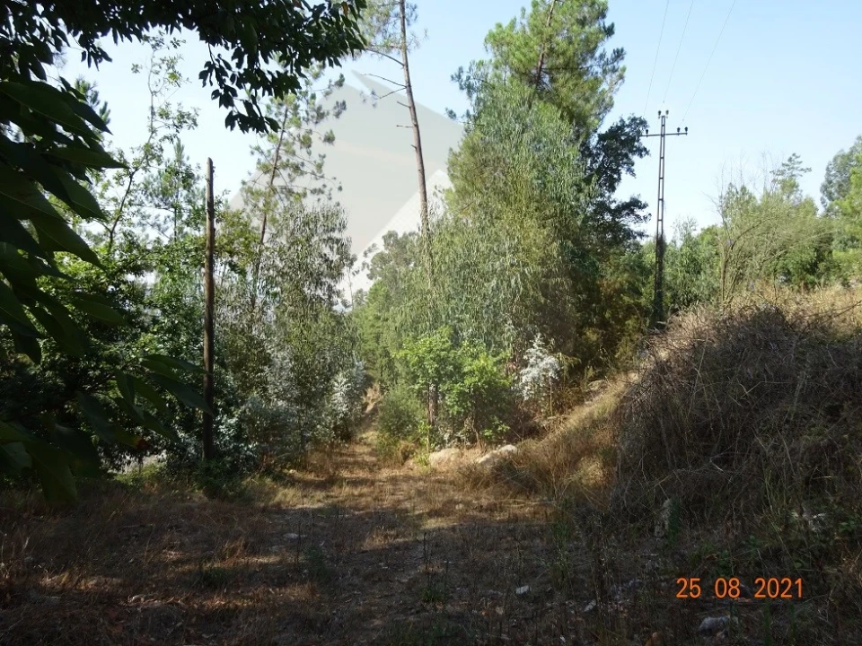 Quinta T5 para Venda em Moreira de Conegos Foto 22