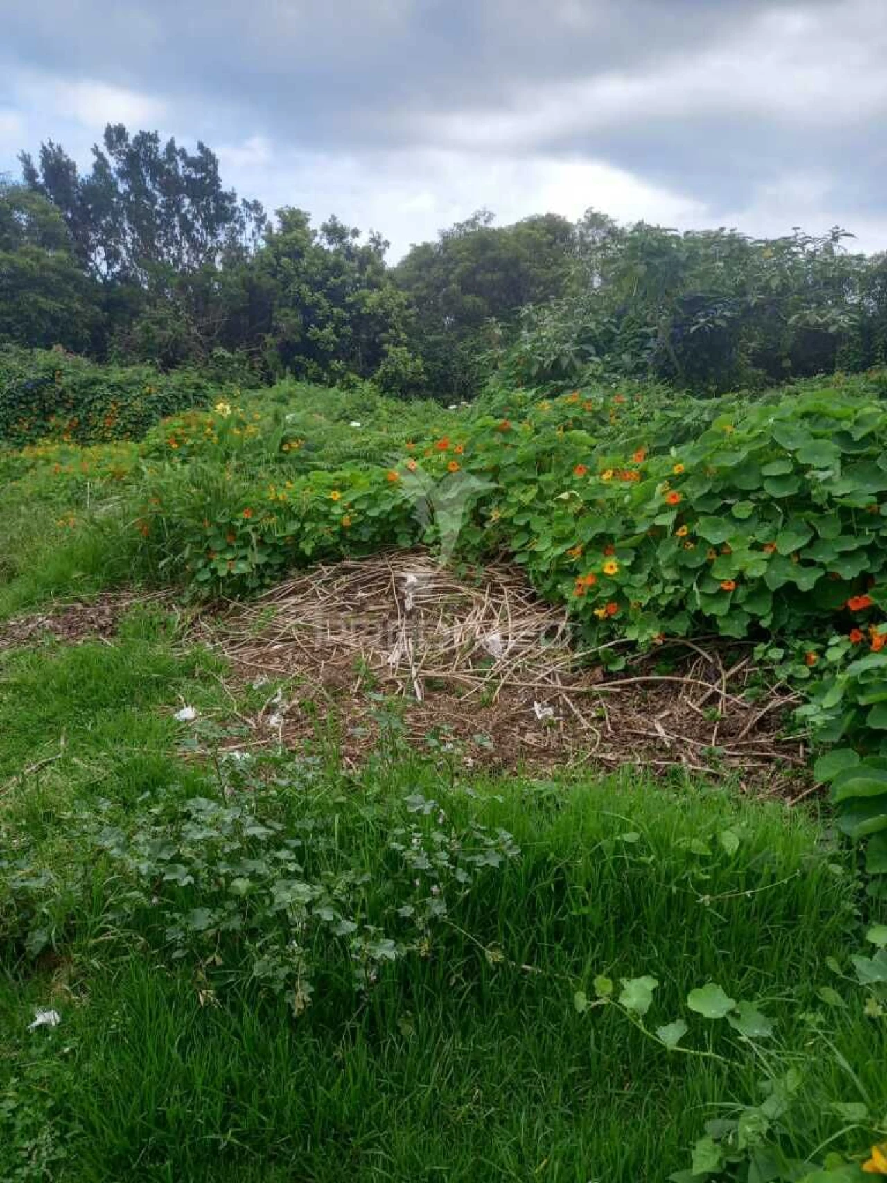 Terreno para Venda em Porto Martins Foto 4