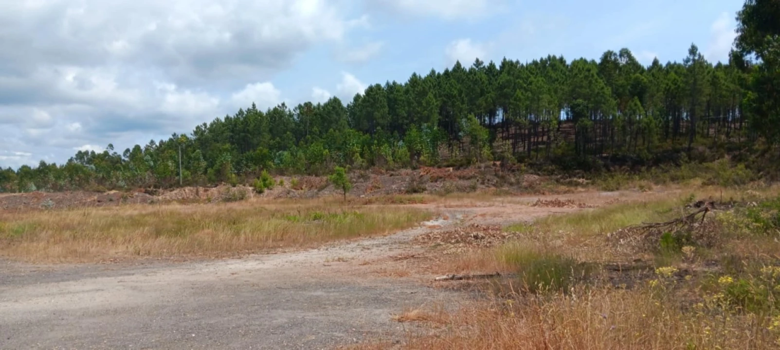 Terreno para Arrendamento em Mação, Penhascoso e Aboboreira Foto 6