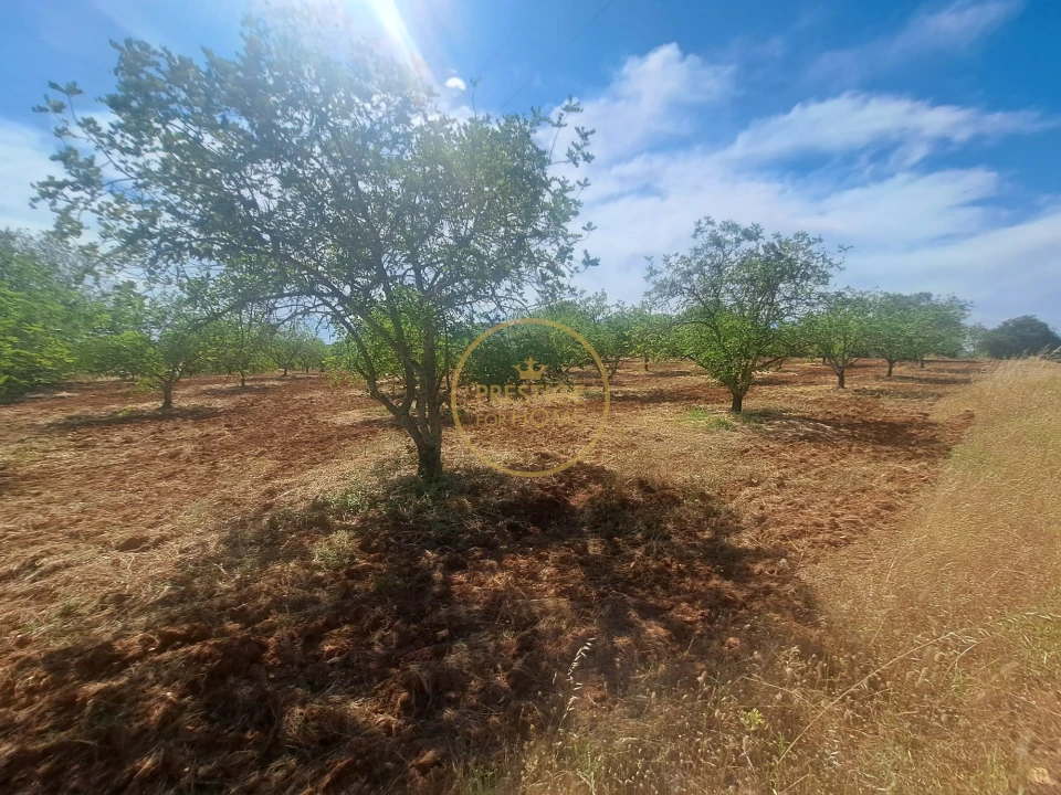 Terreno para Venda em Paderne Foto 5