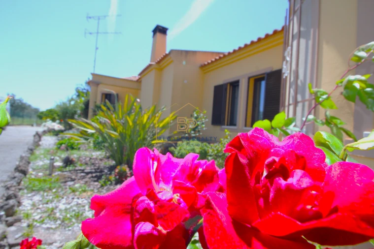 Negócio para Venda em Alte Foto 2