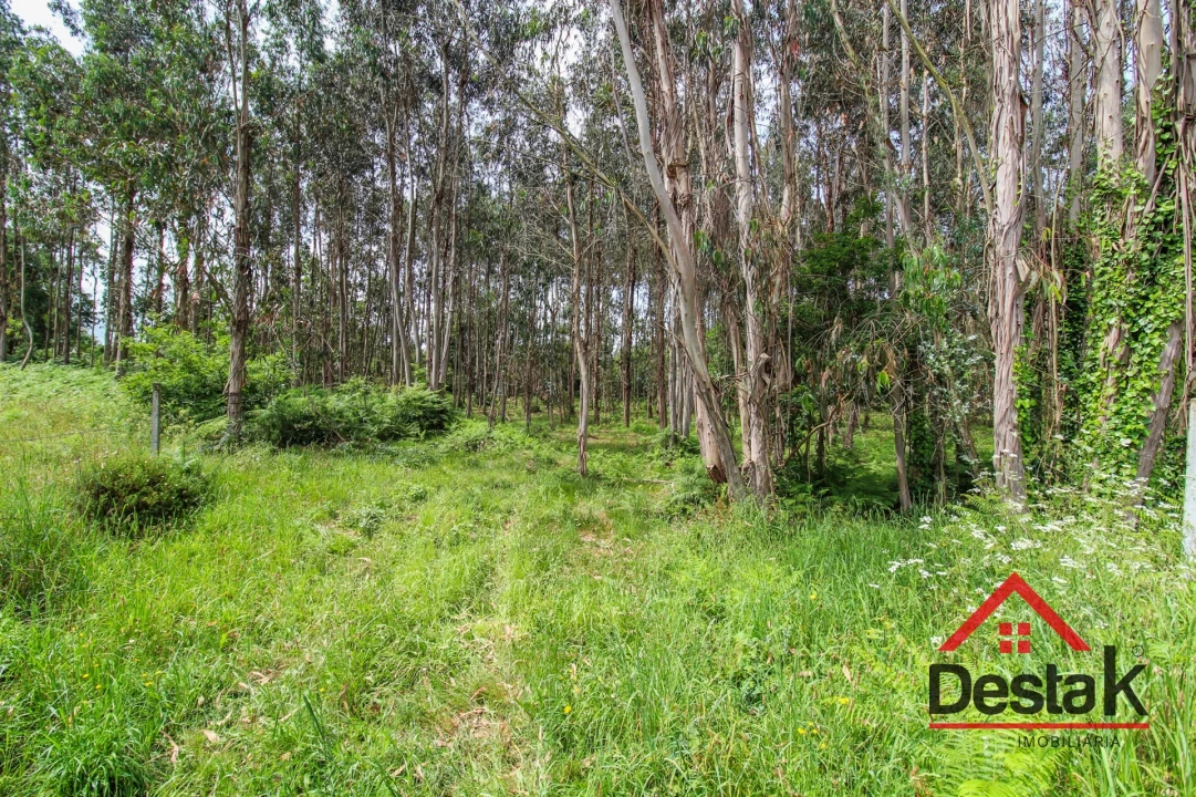 Terreno Agricola ou Rústico para Venda em Serrazes Foto 9
