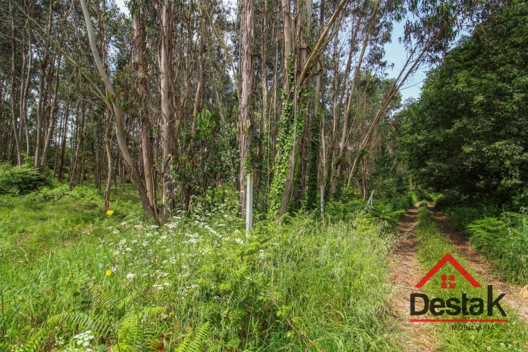 Terreno Agricola ou Rústico para Venda em Serrazes Foto 11