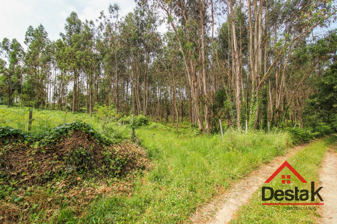 Terreno Agricola ou Rústico para Venda em Serrazes Foto 8