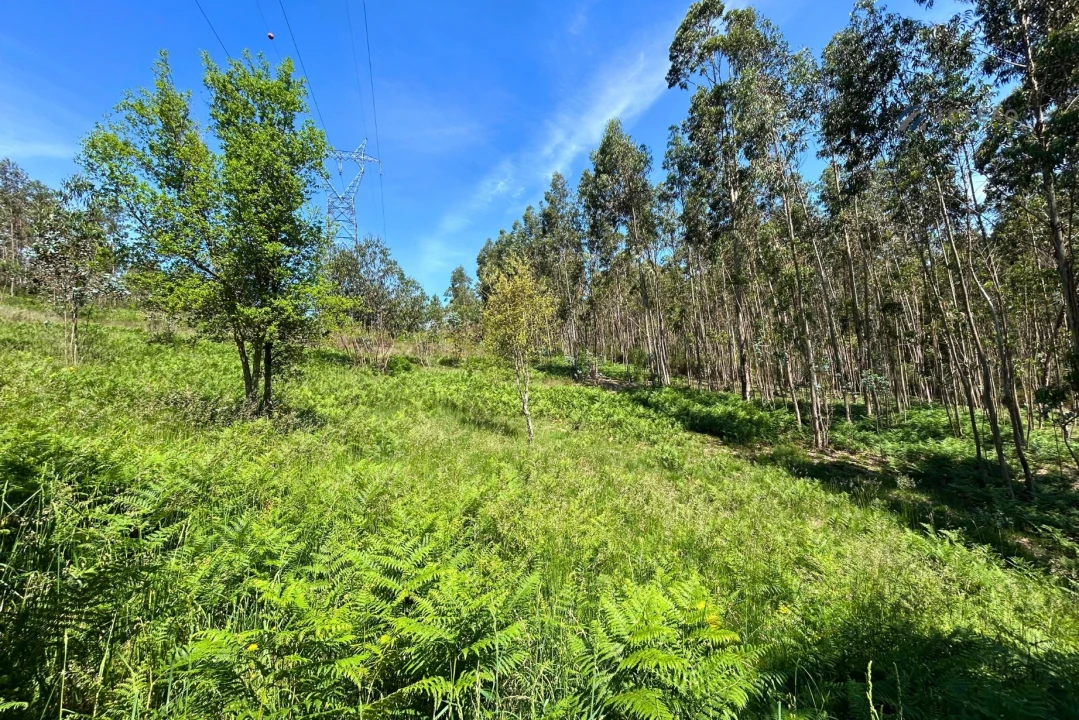 Terreno para Venda em Lagares e Figueira Foto 12