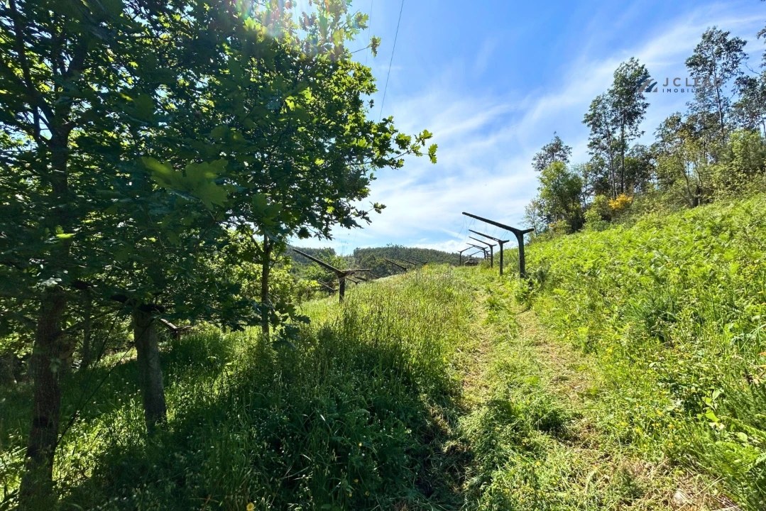 Terreno para Venda em Lagares e Figueira Foto 5