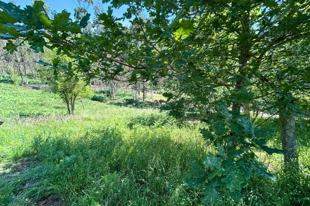Terreno para Venda em Lagares e Figueira Foto 7