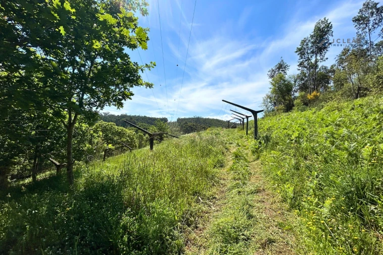 Terreno para Venda em Lagares e Figueira Foto 11