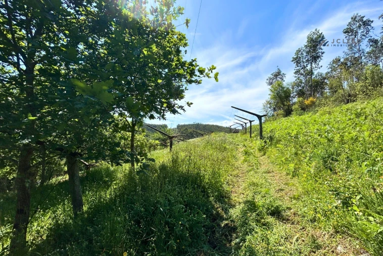 Terreno para Venda em Lagares e Figueira Foto 5