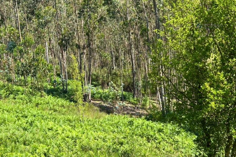 Terreno para Venda em Lagares e Figueira Foto 9