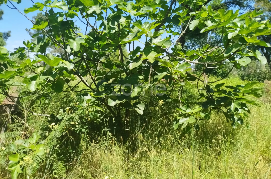Terreno para Venda em Espinho Foto 11