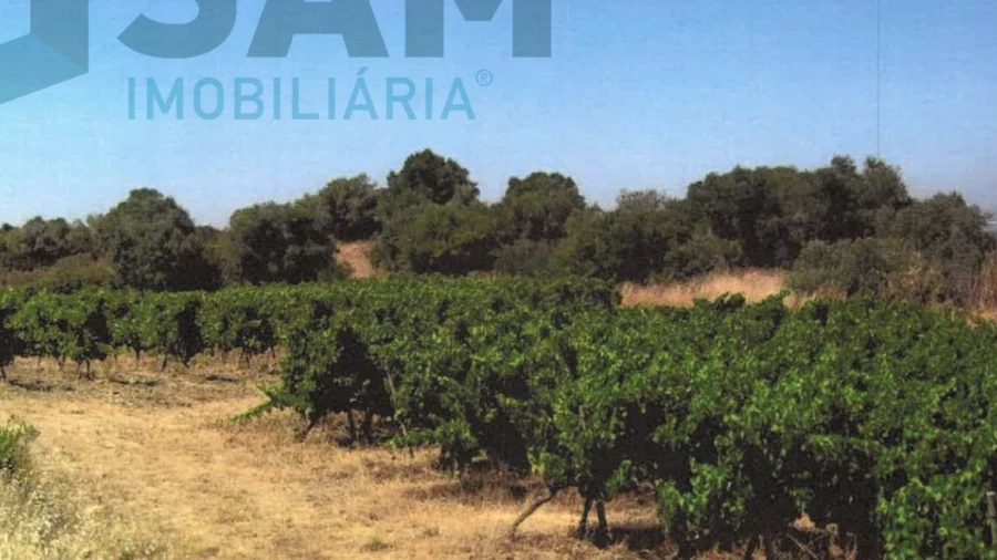Terreno Agricola ou Rústico para Venda em Santa Maria, São Pedro e Matacães