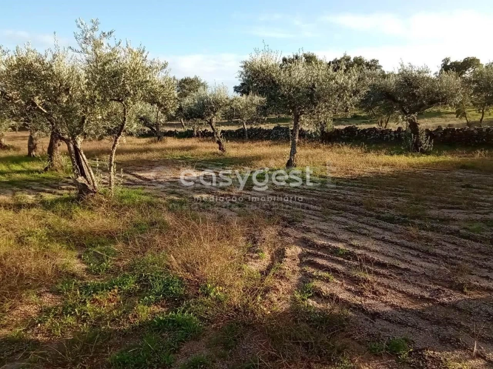 Terreno Agricola ou Rústico para Venda em Póvoa de Rio de Moinhos e Cafede Foto 2
