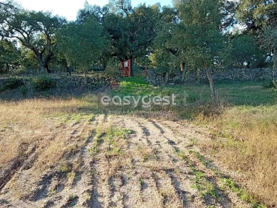 Terreno Agricola ou Rústico para Venda em Póvoa de Rio de Moinhos e Cafede Foto 4