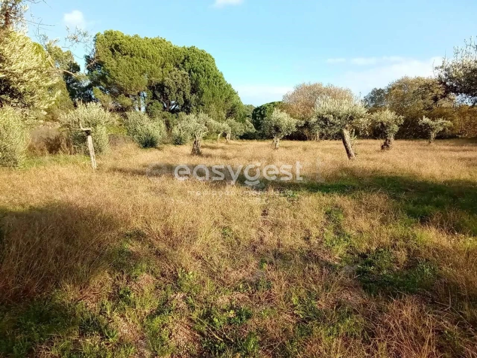 Terreno Agricola ou Rústico para Venda em Póvoa de Rio de Moinhos e Cafede Foto 6
