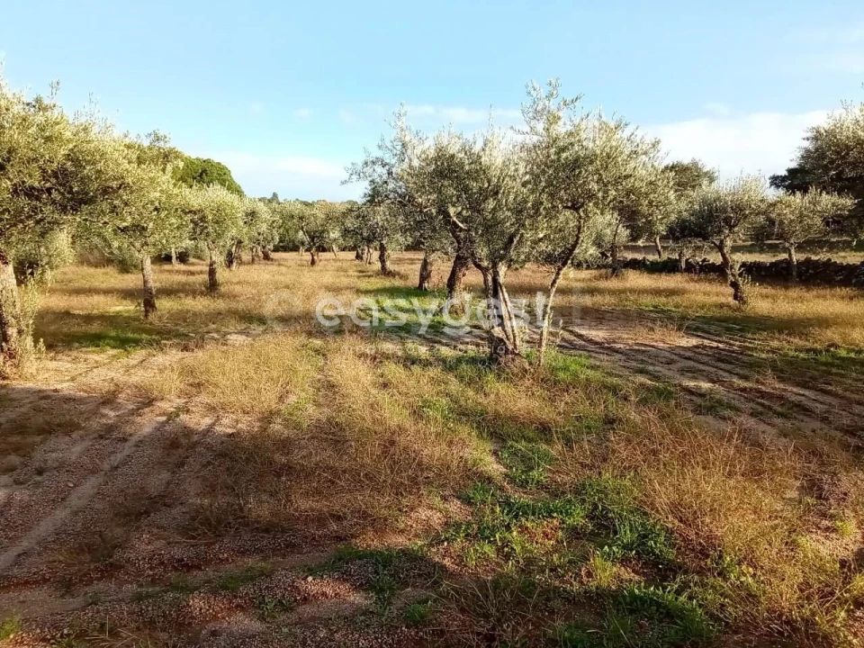 Terreno Agricola ou Rústico para Venda em Póvoa de Rio de Moinhos e Cafede Foto 8