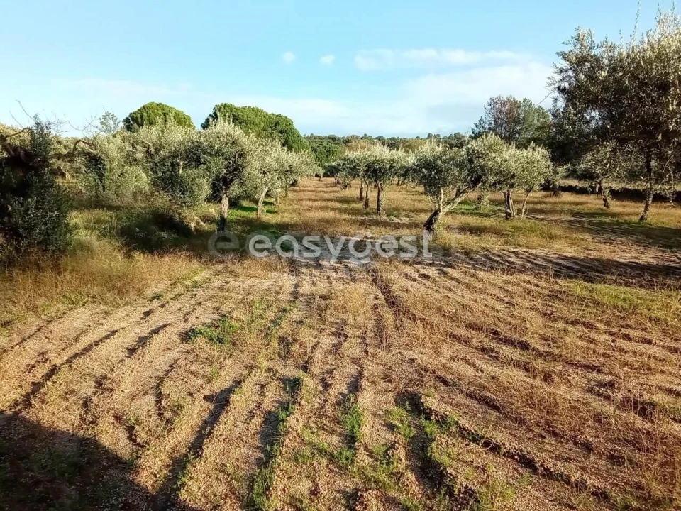 Terreno Agricola ou Rústico para Venda em Póvoa de Rio de Moinhos e Cafede Foto 9