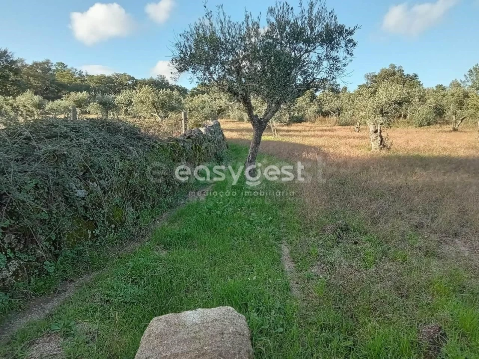 Terreno Agricola ou Rústico para Venda em Póvoa de Rio de Moinhos e Cafede Foto 10