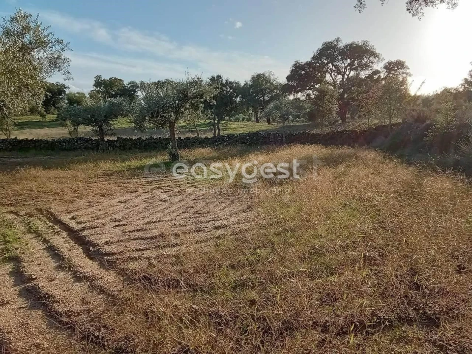Terreno Agricola ou Rústico para Venda em Póvoa de Rio de Moinhos e Cafede Foto 11