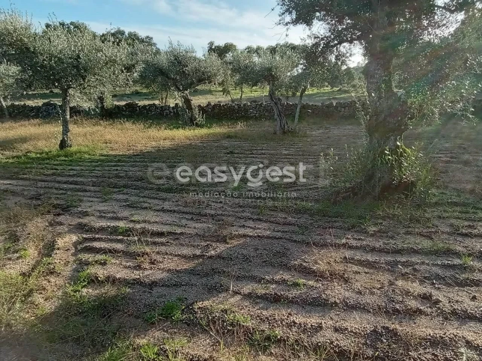 Terreno Agricola ou Rústico para Venda em Póvoa de Rio de Moinhos e Cafede Foto 14