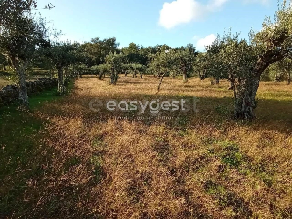Terreno Agricola ou Rústico para Venda em Póvoa de Rio de Moinhos e Cafede Foto 15