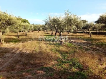 Terreno Agricola ou Rústico para Venda em Póvoa de Rio de Moinhos e Cafede