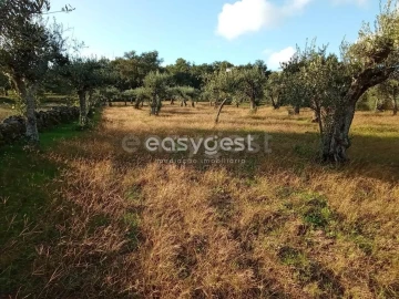Terreno Agricola ou Rústico para Venda em Póvoa de Rio de Moinhos e Cafede