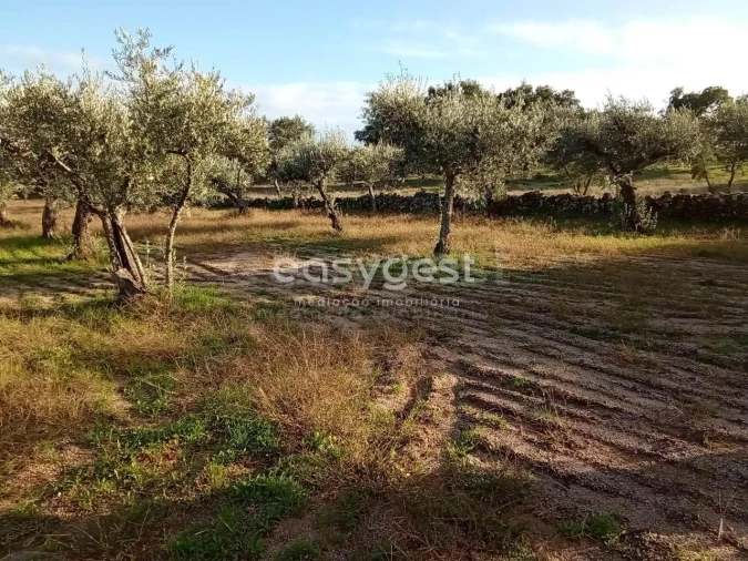 Terreno Agricola ou Rústico para Venda em Póvoa de Rio de Moinhos e Cafede Foto 2
