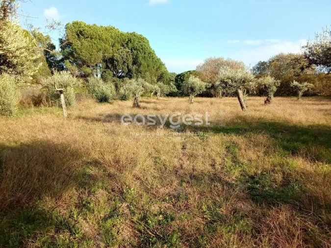 Terreno Agricola ou Rústico para Venda em Póvoa de Rio de Moinhos e Cafede Foto 6