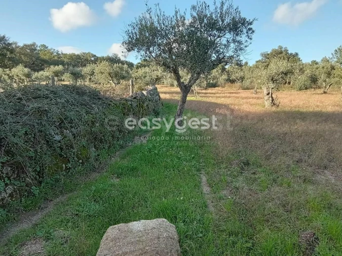 Terreno Agricola ou Rústico para Venda em Póvoa de Rio de Moinhos e Cafede Foto 10